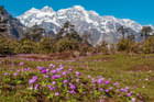 Visit the Yumthang Valley- "The Valley of Flowers"