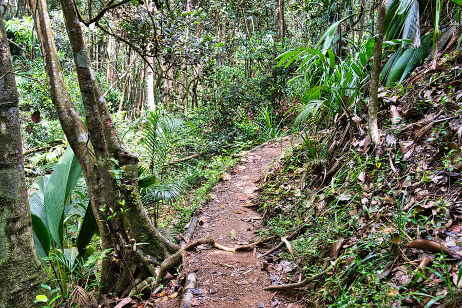 Copolia Trail in Mahe Island Image