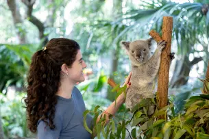 Visit Lone Pine Koala Sanctuary and meet cuddly koalas