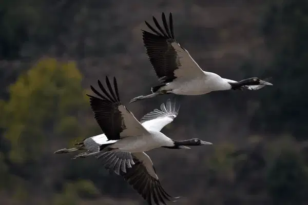 Spot rare migratory birds