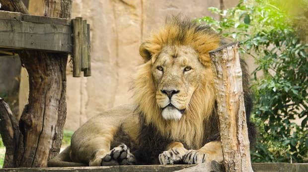 Land Of The Lions