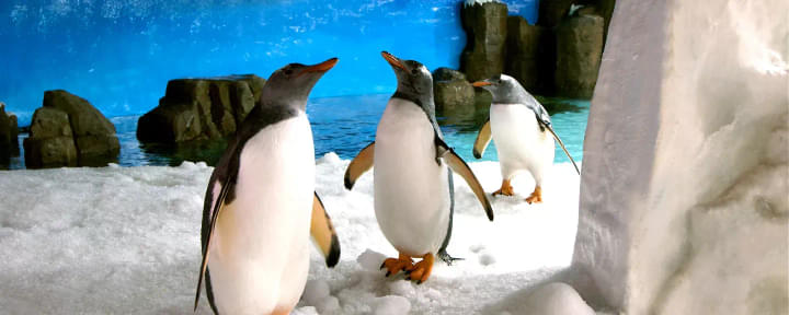 slma_gentoo-penguins.webp