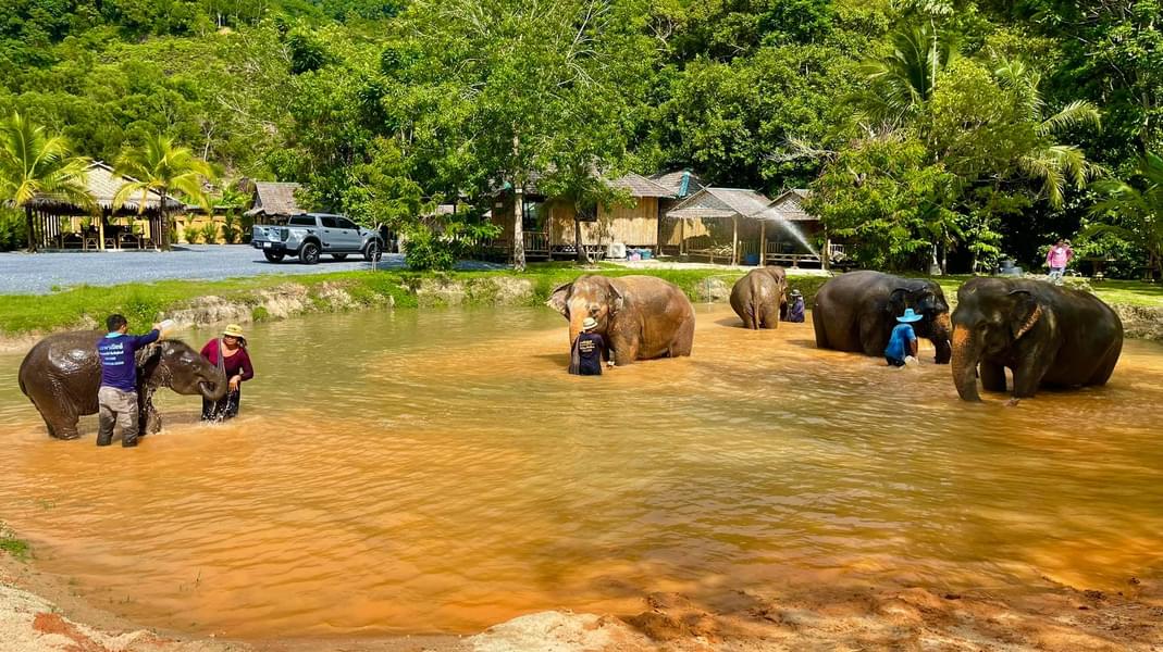 Green Elephant Sanctuary Park Phuket Tour Image