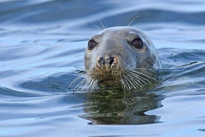 Grey Seal