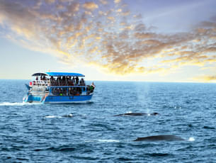 Enjoy an exciting sunset cruise in Mirissa