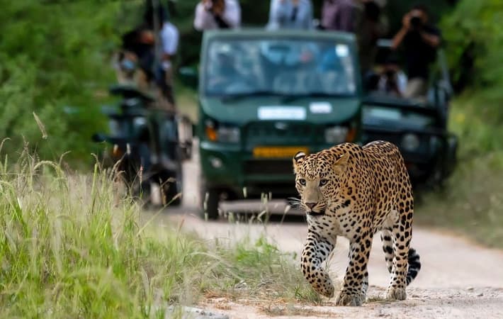 Jawai Leopard Safari Park