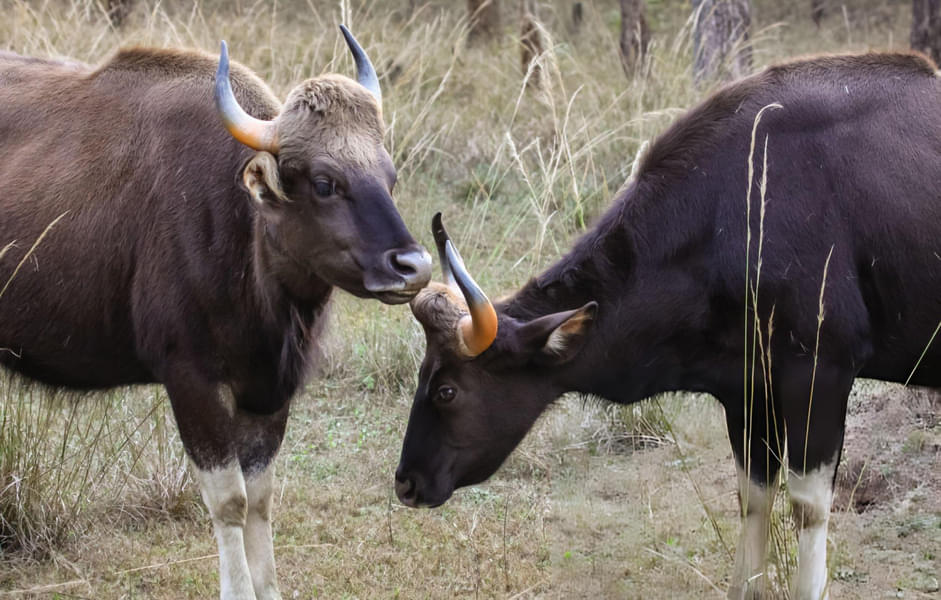 Pench Jungle Safari Image