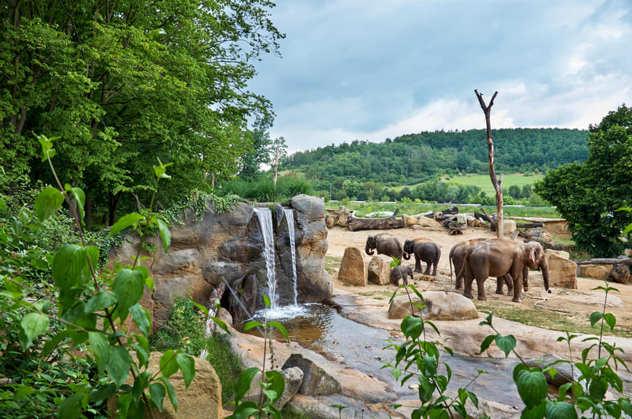 See elephants and beautiful waterfall