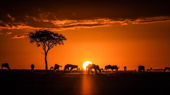 masai mara4.jpg