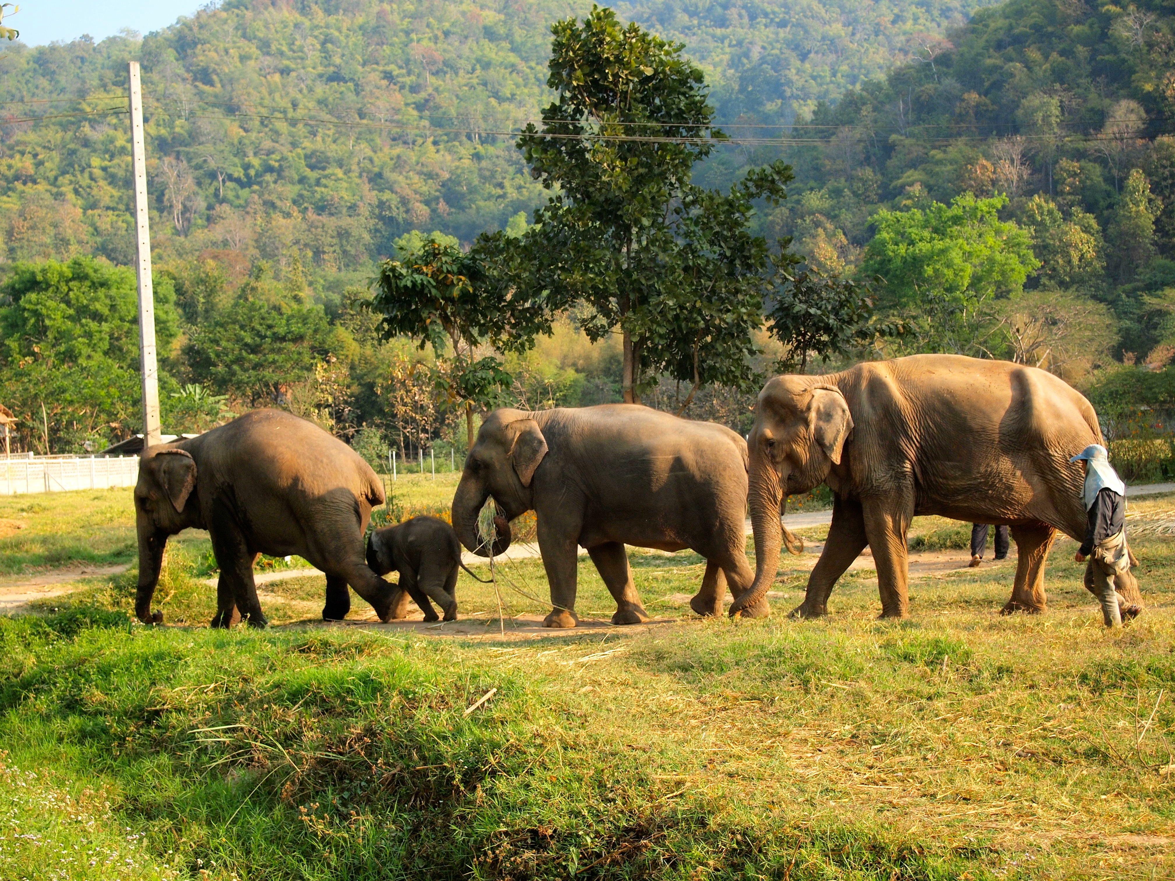 Elephant Nature Park