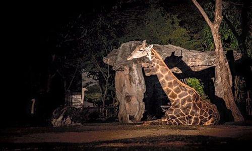 Night Safari  in Khao Kheow Open Zoo