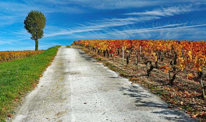 Bordeaux Vineyards, Paris