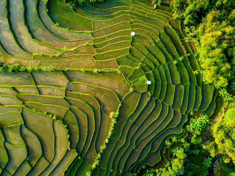 Amazing aerial view of Tegalalang rice terrace