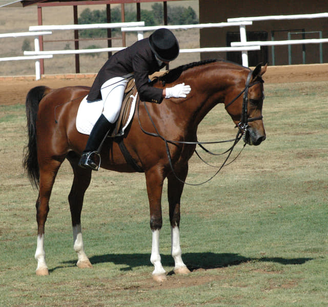 Horse-Riding at Equestrian Club, Taif Image