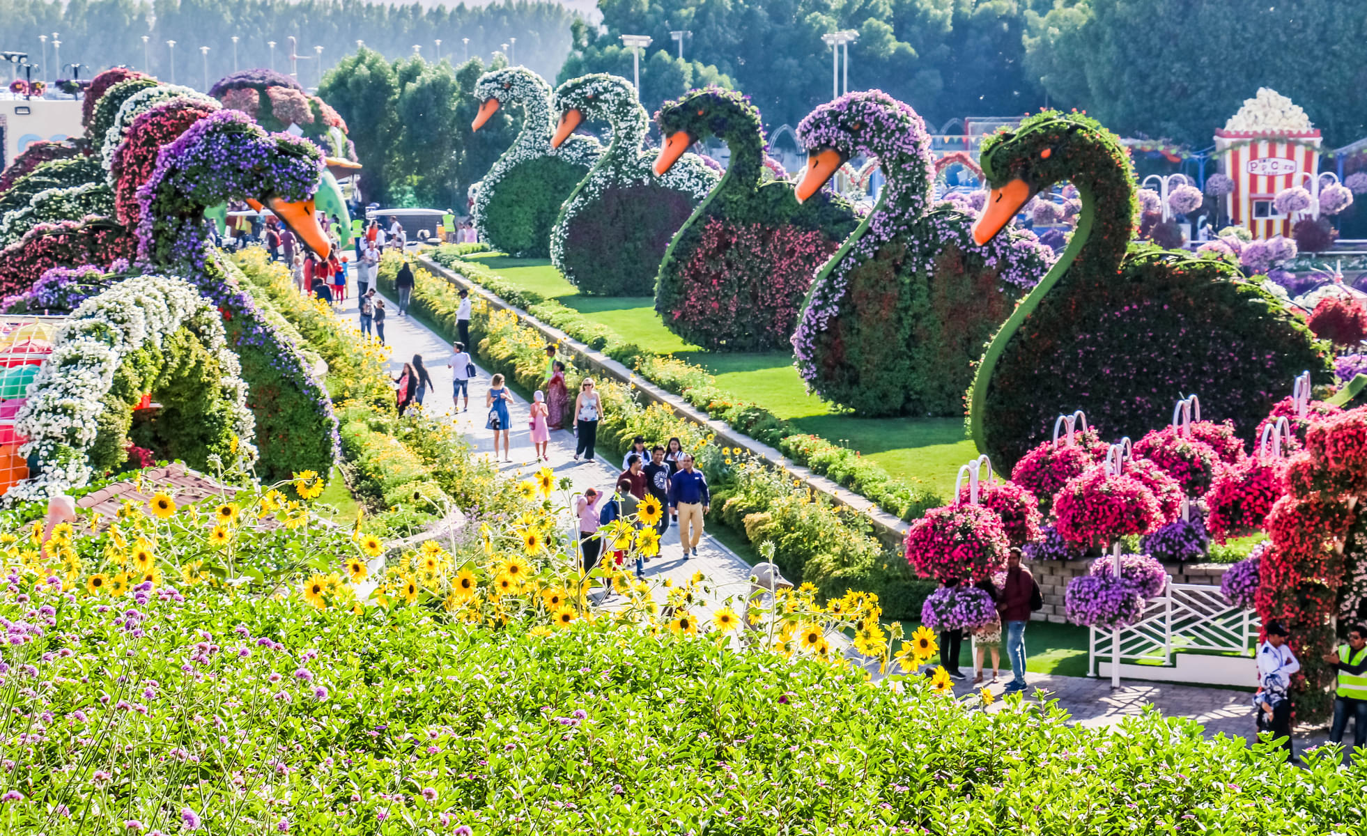 Get a glimpse of the beautifully Dubai Miracle Garden