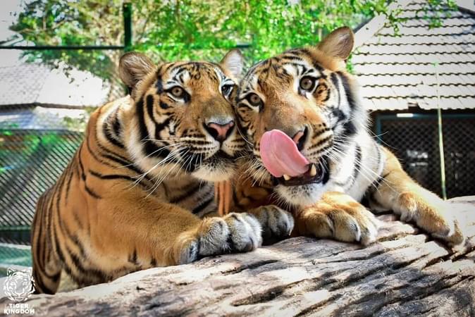 Tiger Kingdom Phuket