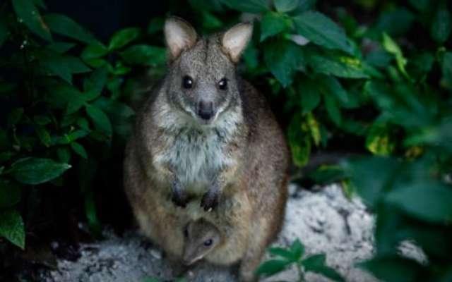 Wallaby Trail