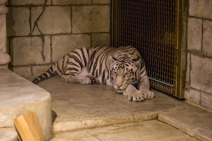 Visit the Maharaja's Temple and get to see White Tiger