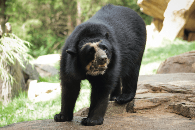 Andean Bear in Nashville Zoo