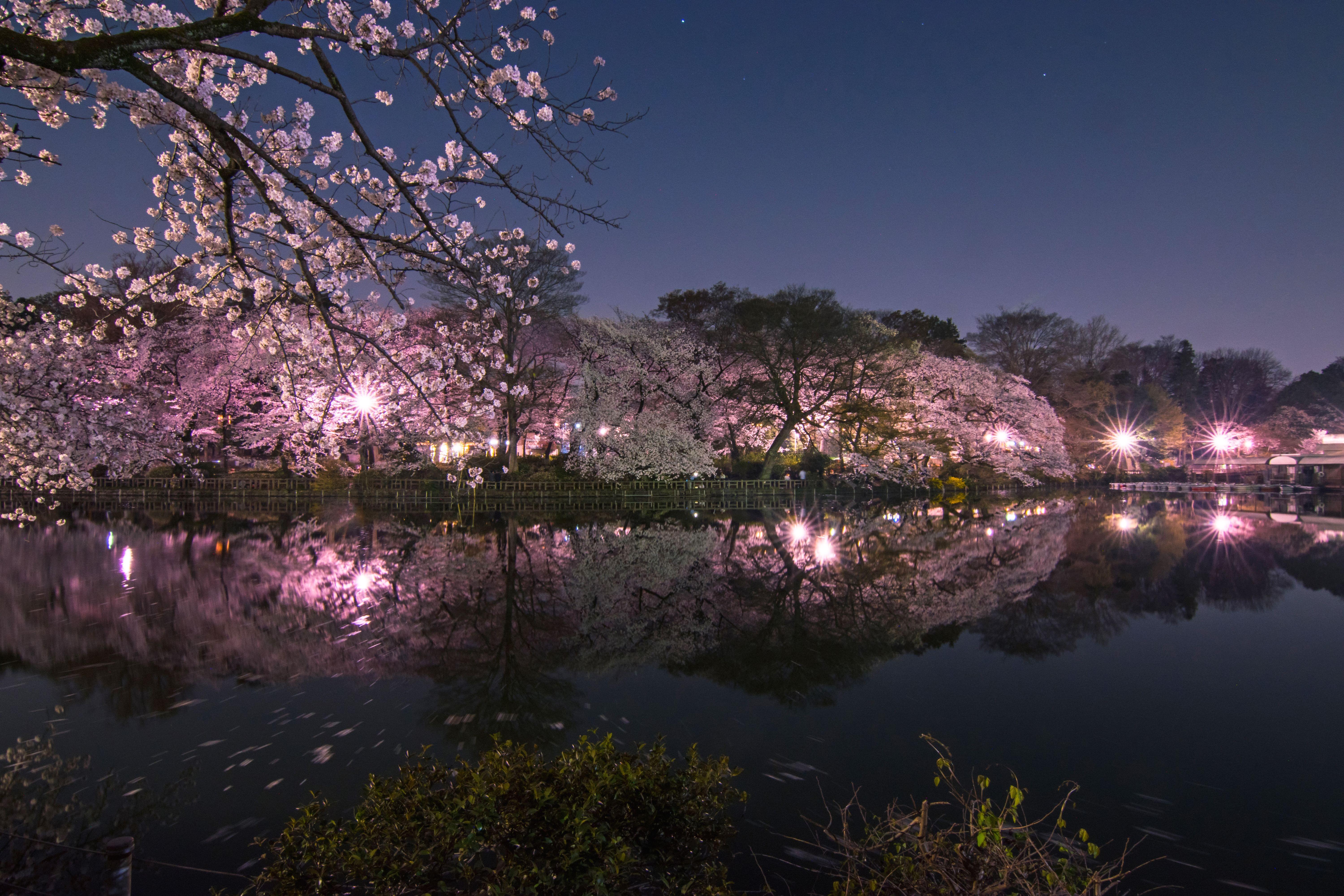 Inokashira Park