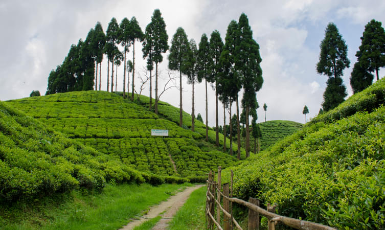 Sepoy Dhura Tea Garden