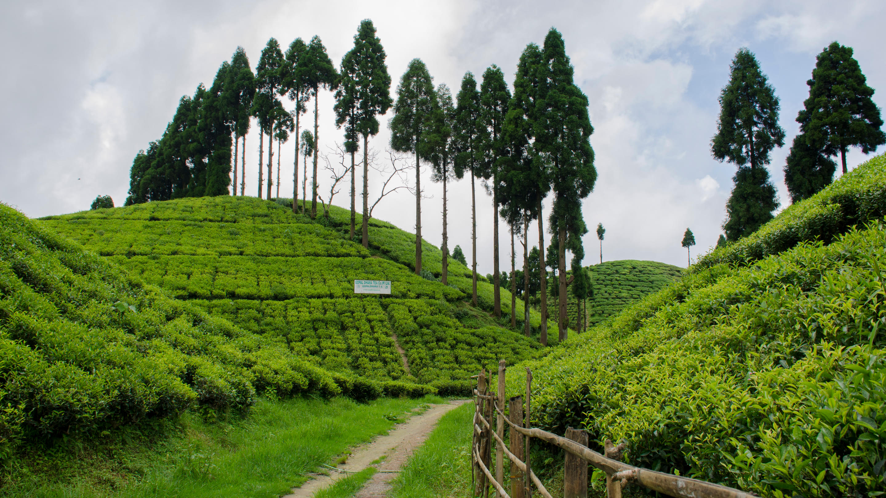 Sepoy Dhura Tea Garden Overview