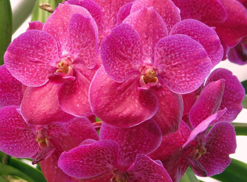 Orchid collection.jpg
