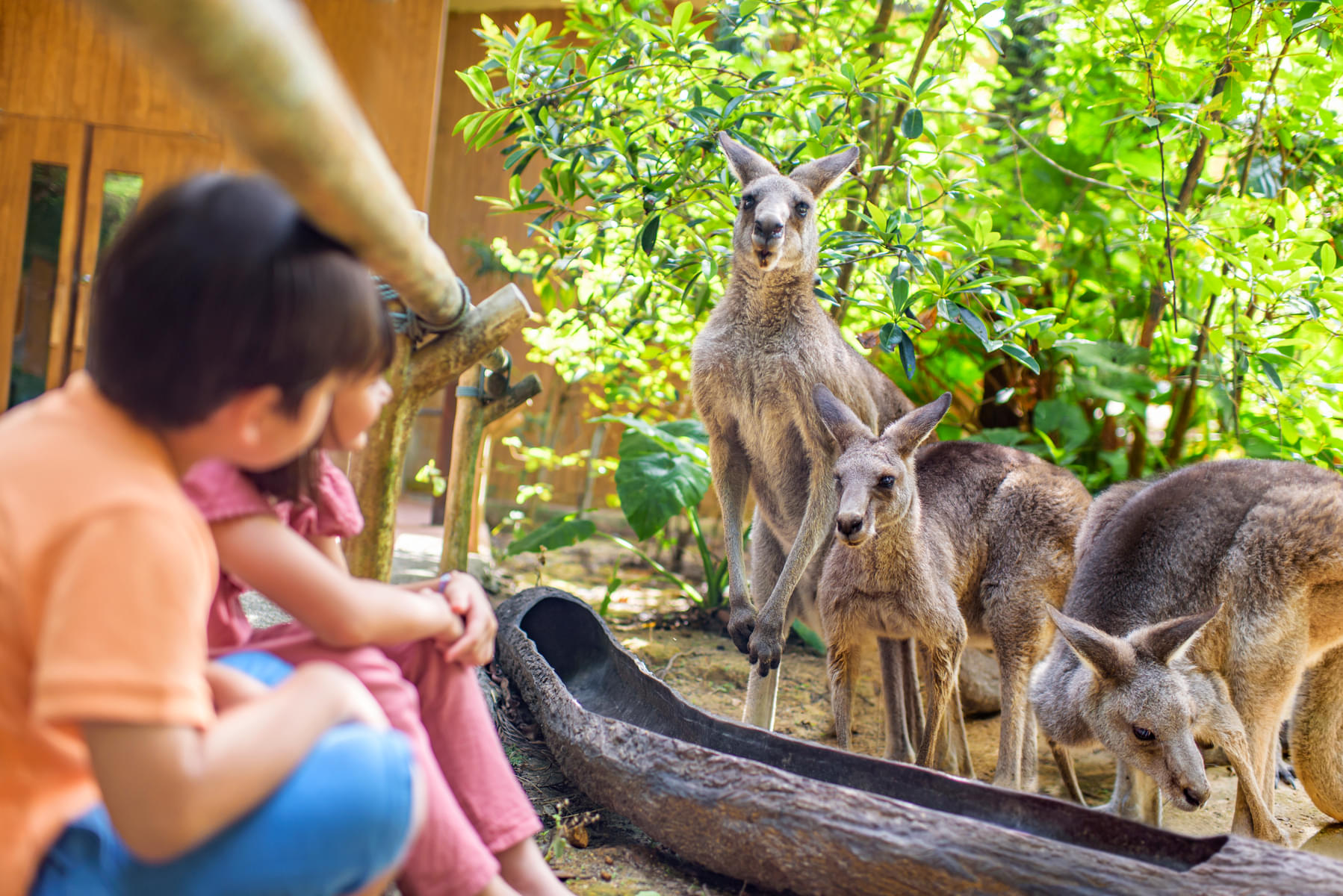 Look at free roaming kangaroos
