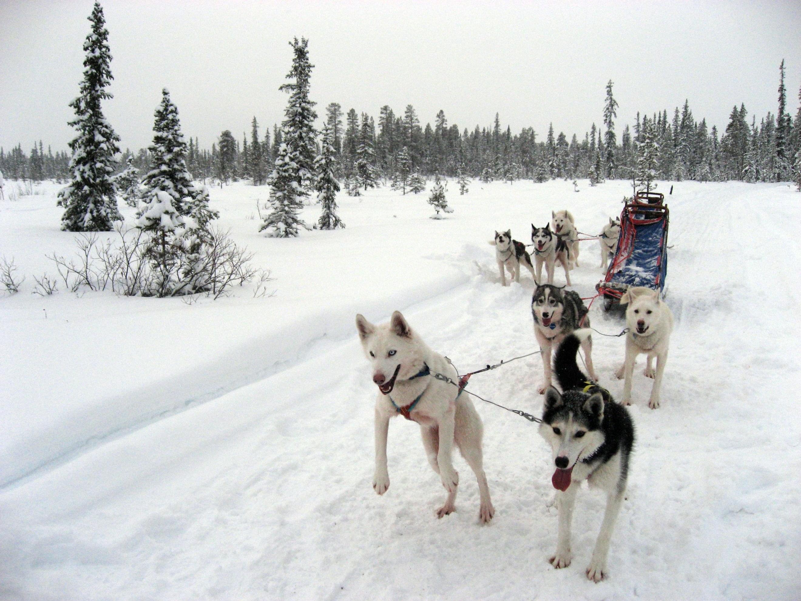 Experience Dog Sledding