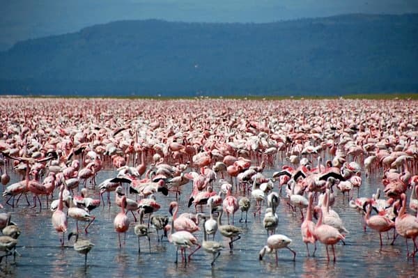 Maasai Mara And Lake Nakuru Tour In Kenya Image