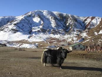 Embark on Yak Rides Across the Course