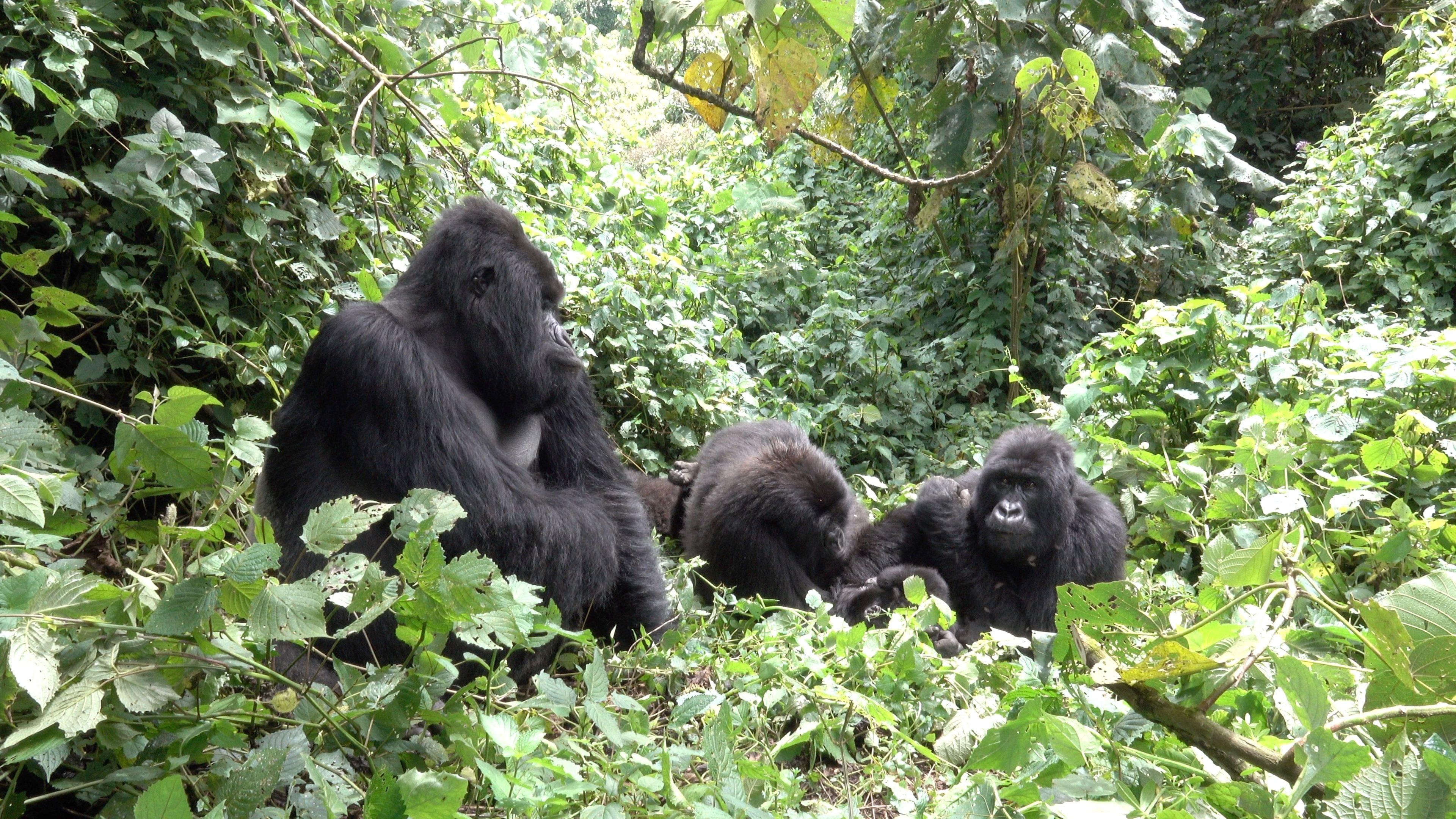 5 Days Safari with Gorilla Trekking