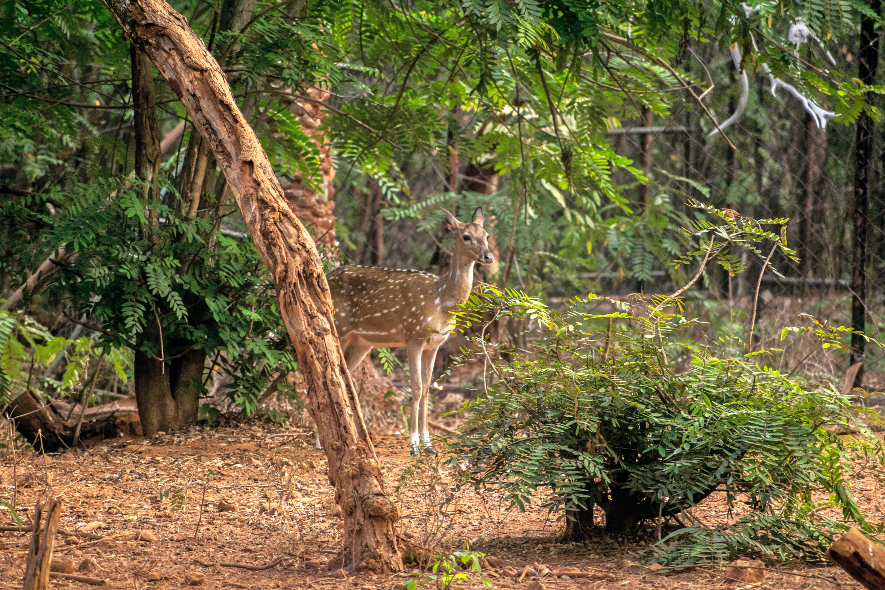 Indira Gandhi Zoological Park Overview