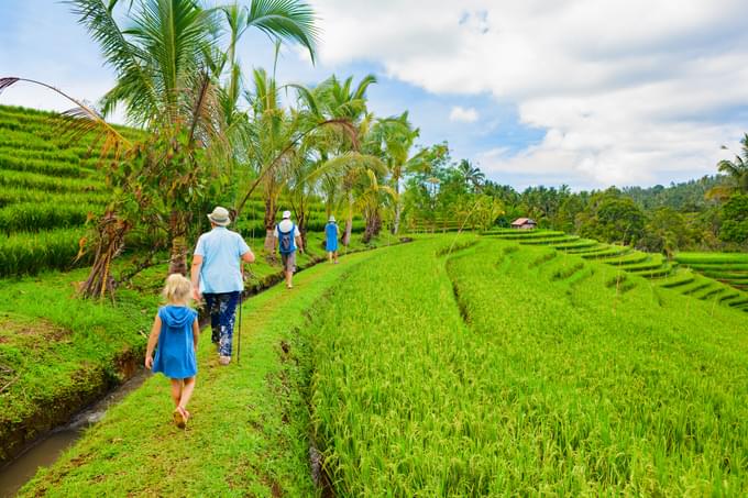 ubud rice field