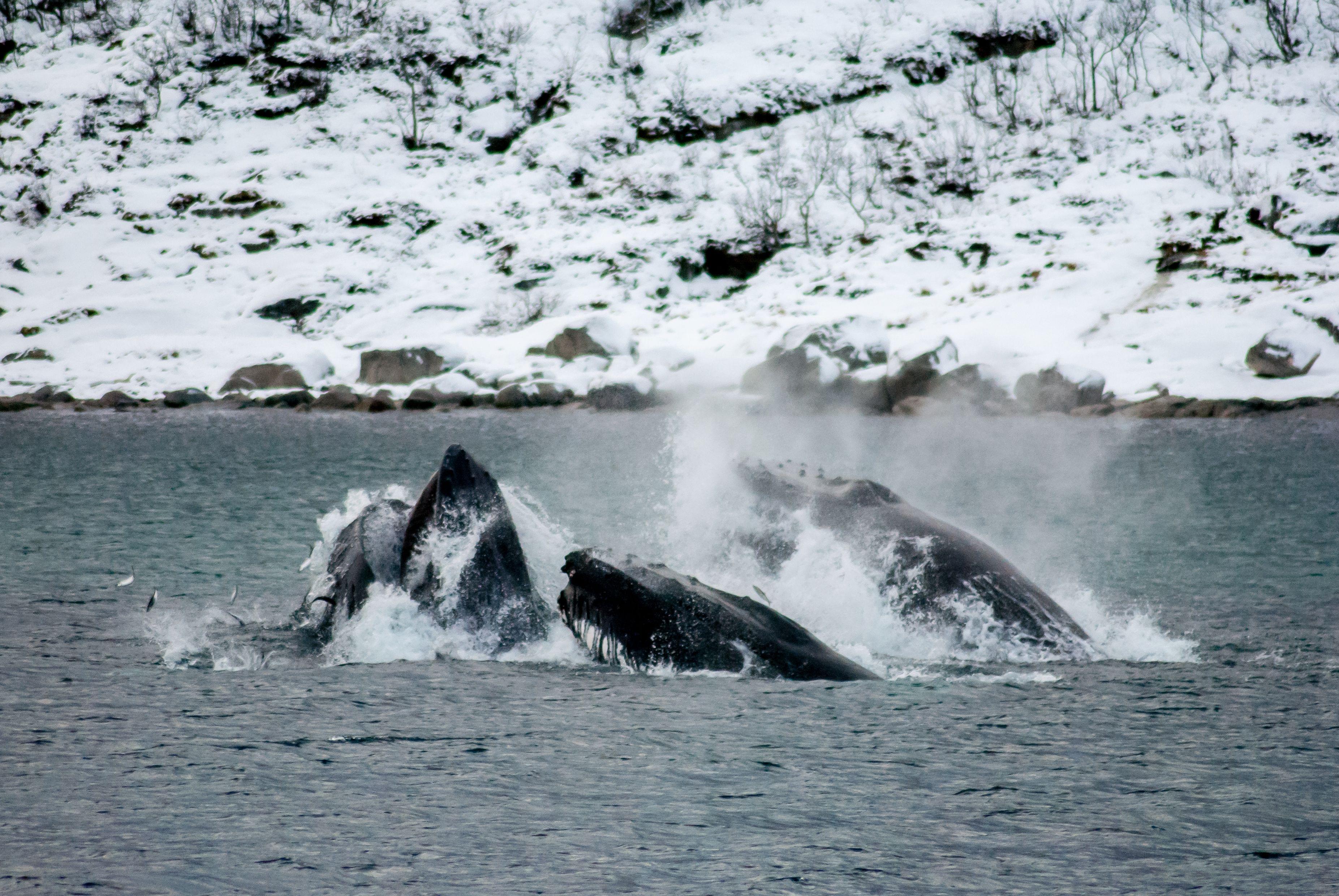 Svalbard Archipelago, Norway