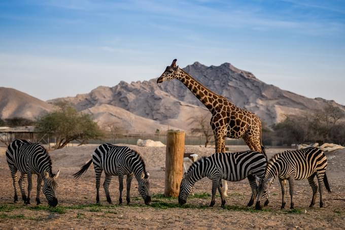 Al Ain City Tour Animals