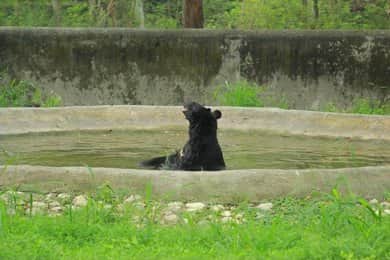 Wildlife Spotting