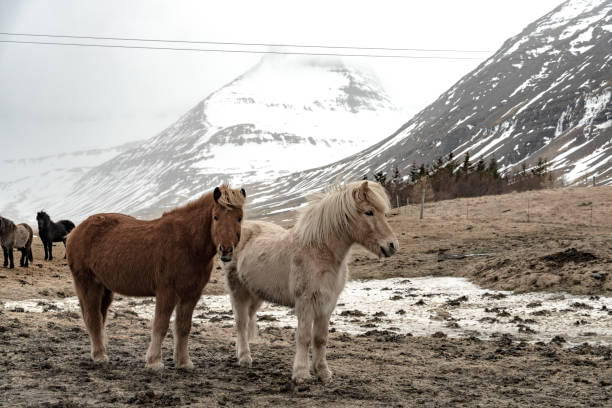 Horseback Riding in the Icelandic Meadows with Mountain Views