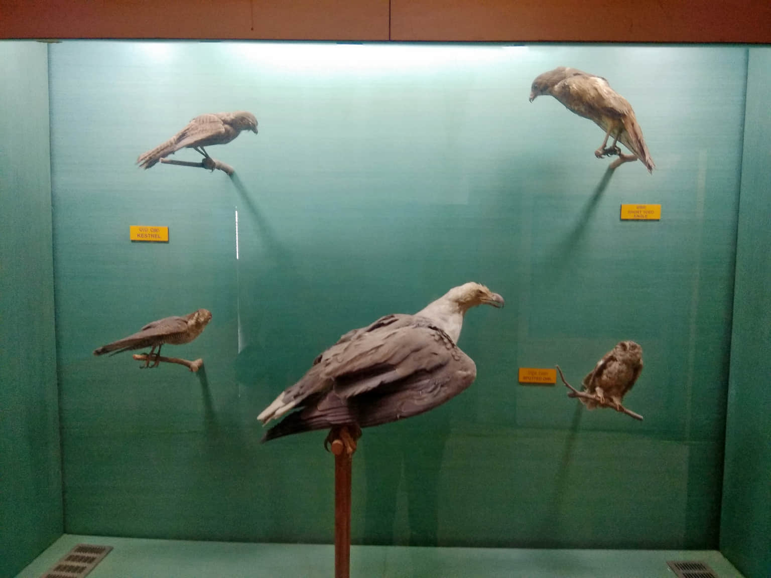 Odisha State Museum, <em>Bhubaneswar</em>