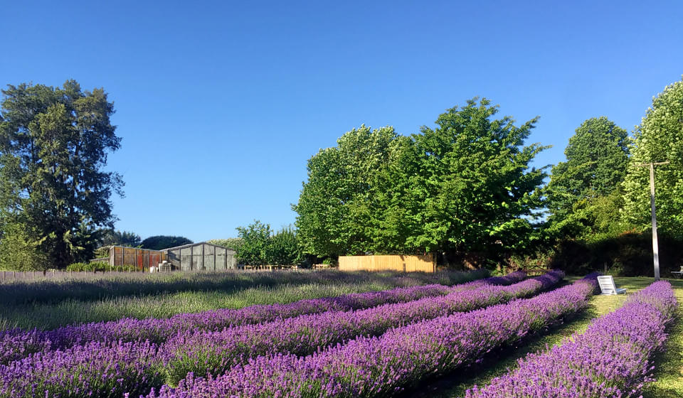 Lavender Backyard Garden