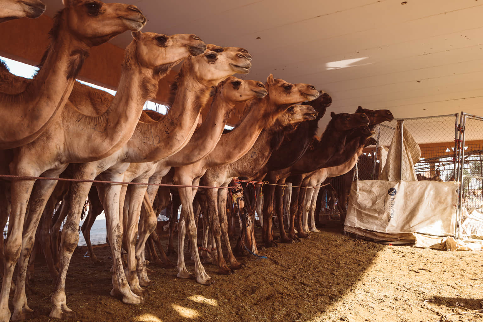Al Ain Camel Market, <em>Abu Dhabi</em>
