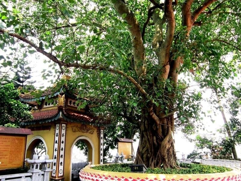 Check Out the Bodhi Tree