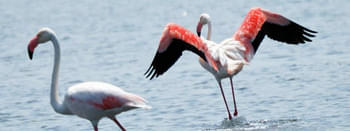 R3meo572jgqpeqvcqsgpopx7h191 water bird sanctuary in rameshwaram tourism header