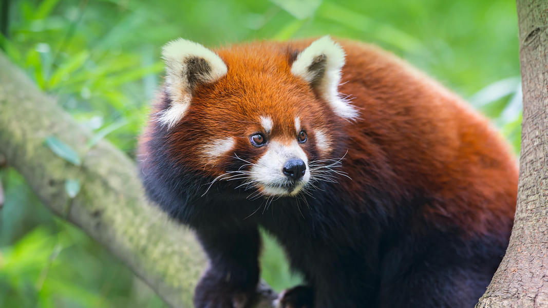 See the cute red pandas native to the Himalayas