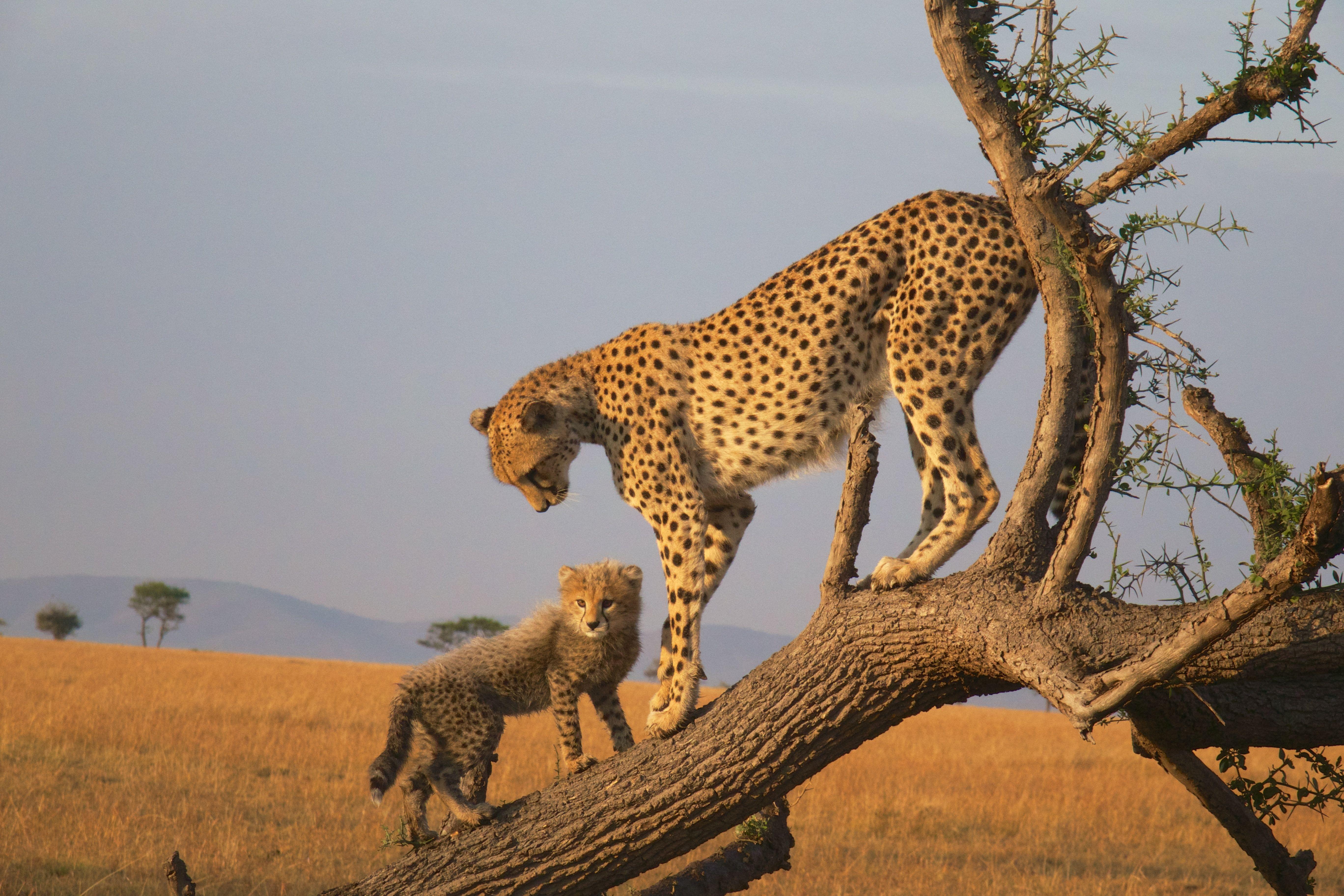 Nairobi national park