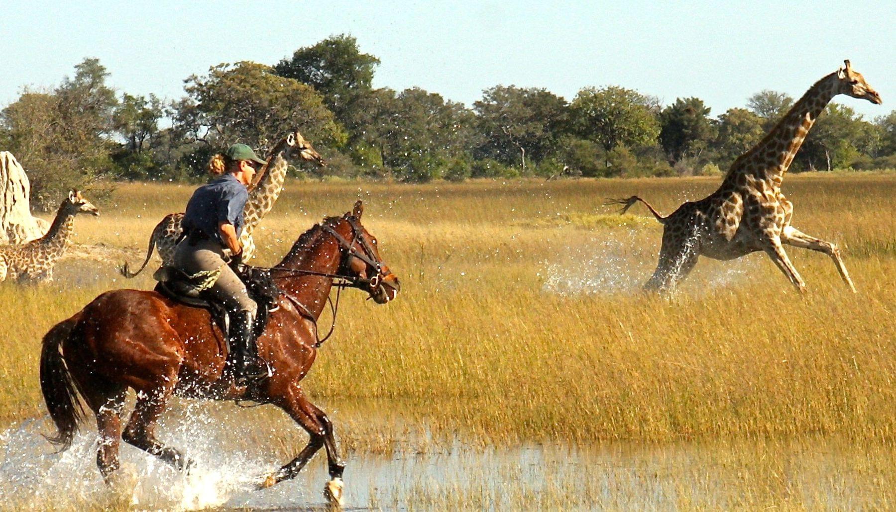 Horseback Safari