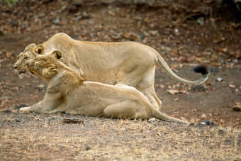 Dwarka Somnath Gir Tour Package