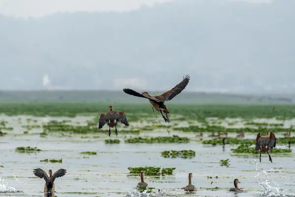 Indulge in Birdwatching/Fishing