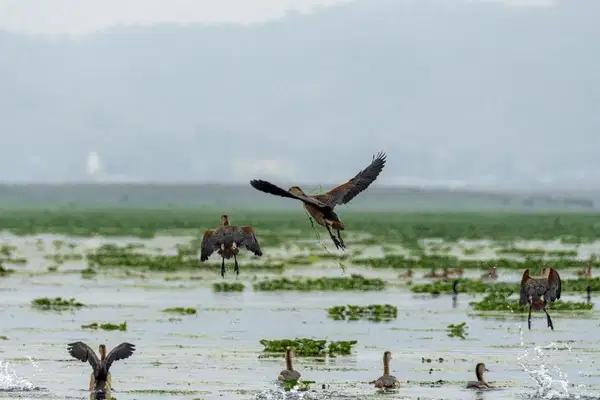 Indulge in Birdwatching/Fishing