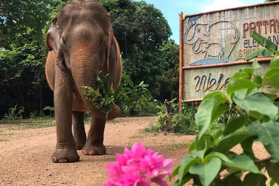 Join Pattaya Elephant Sanctuary and spend time with a small herd of rescued elephants now living together as a family
